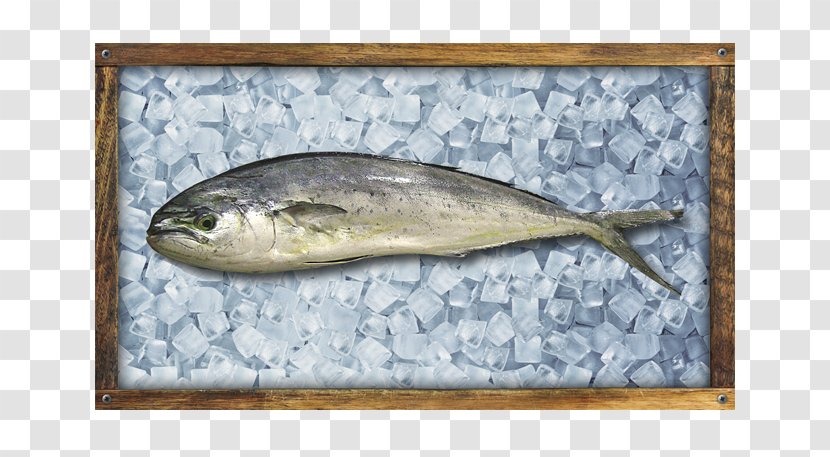 Sardine Pacific Saury Fish Products Oily Anchovy - Mahi-mahi Transparent PNG