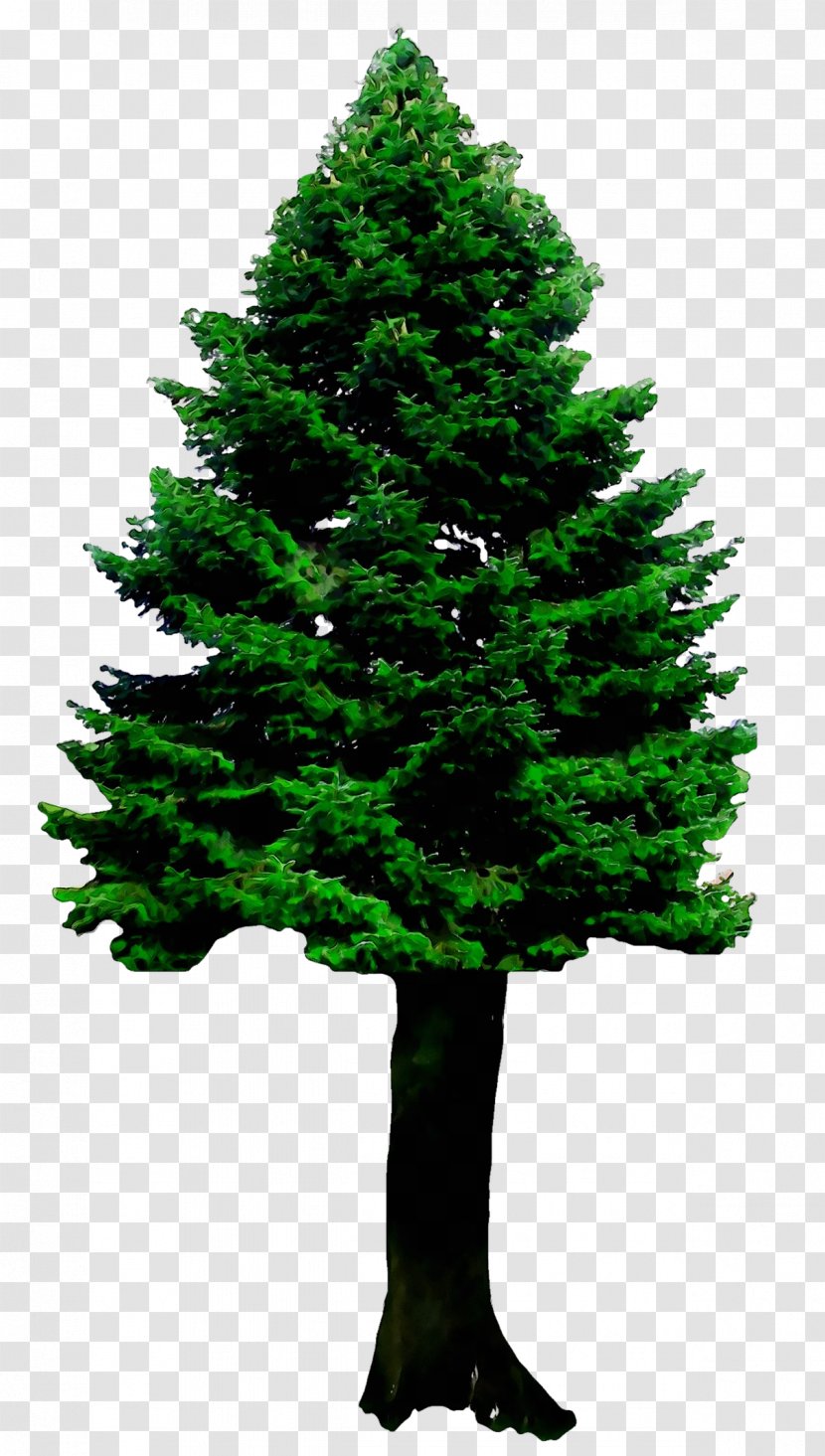 Spruce Christmas Tree Fir Ornament Pine - White - Colorado Transparent PNG