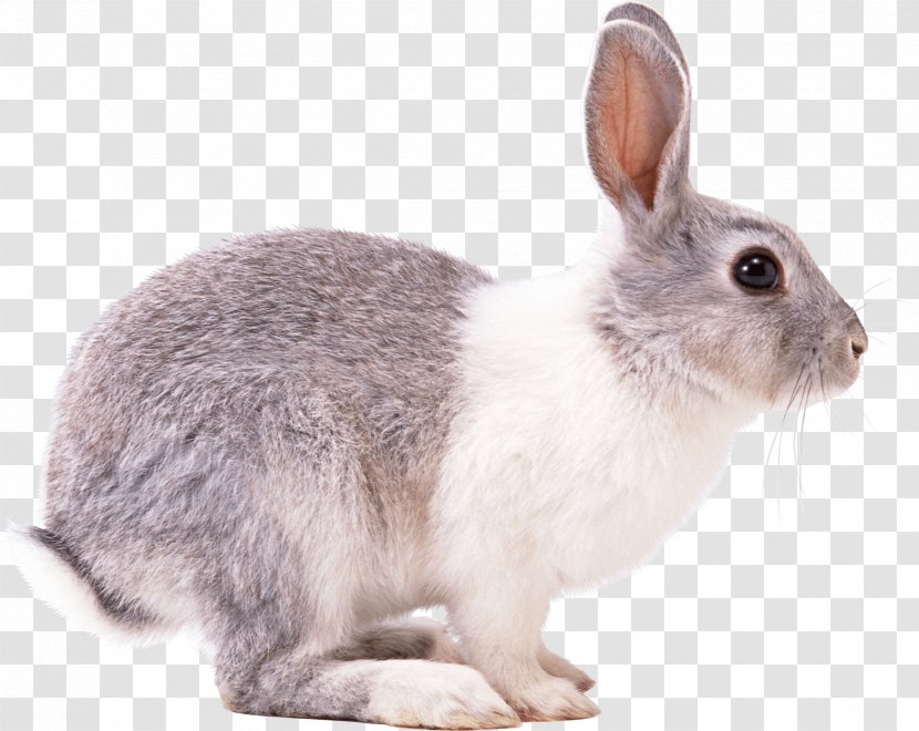European Rabbit Hare - Rabits And Hares - Image Transparent PNG