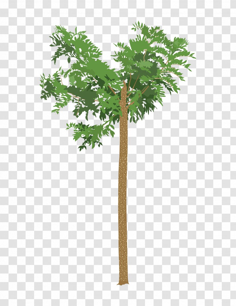 Tree Drawing Root Leaf Transparent PNG