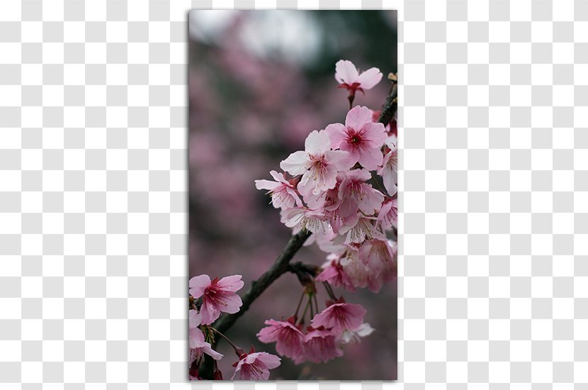 IPhone 4 Desktop Wallpaper Cherry Blossom 6 - Iphone - Free Material Transparent PNG