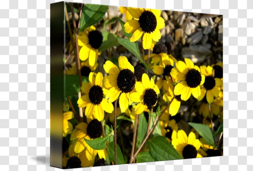Sunflower Seed M Sunflowers Wildflower - Flora - Susan B Sirkis Transparent PNG