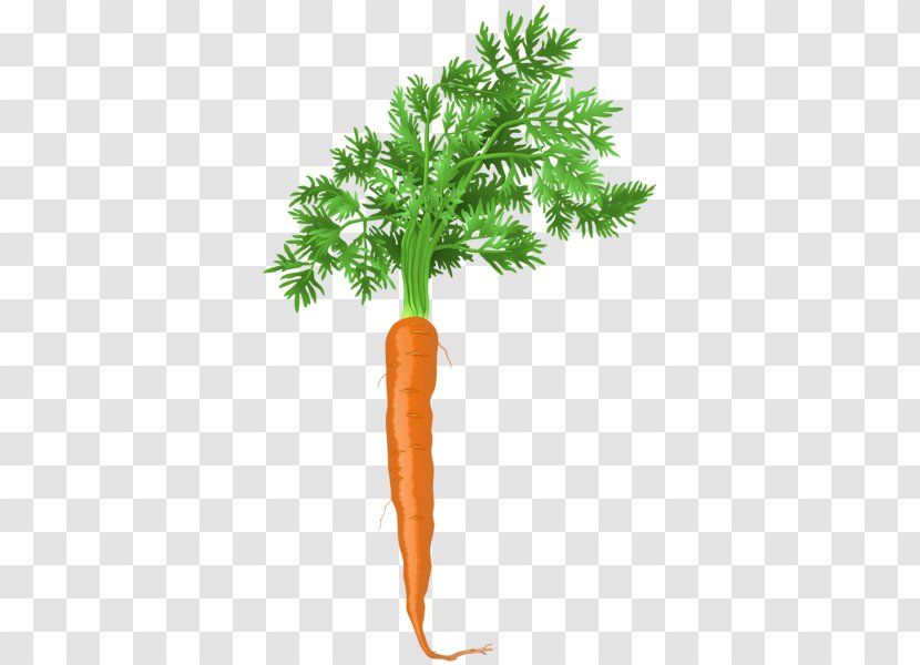 Carrot Clip Art - Vegetable Transparent PNG