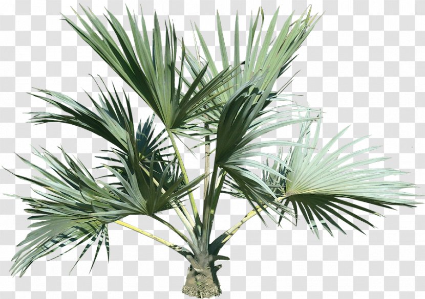 Arecaceae - Plant - Palm Tree Transparent PNG