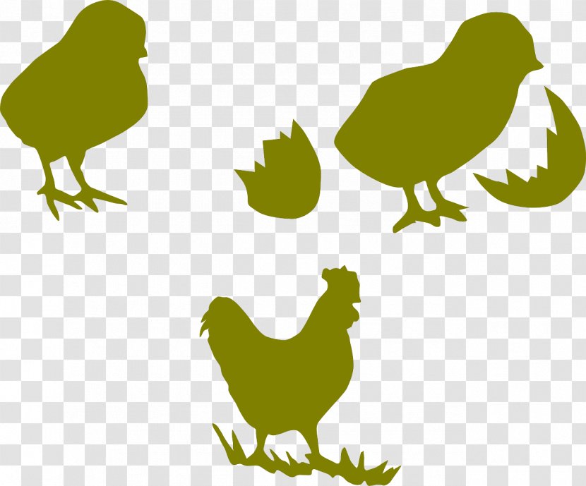 Chicken Rooster Poultry Kifaranga Galliformes - Organism Transparent PNG