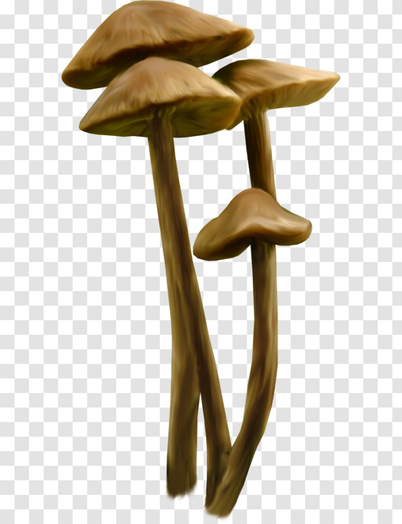 Death Cap Fungus Drawing Clip Art - Furniture - Amanita Transparent PNG