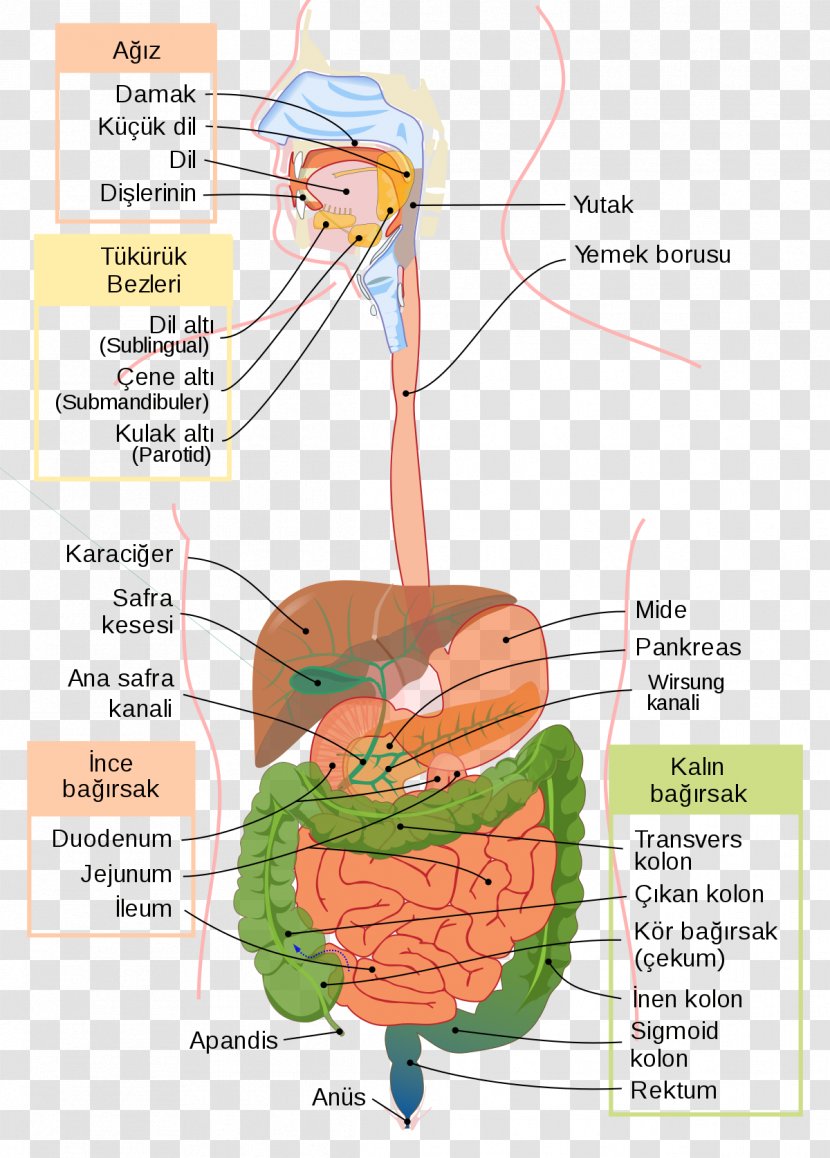 Gastrointestinal Tract Digestion Human Digestive System Large Intestine Medicine - Frame - Health Transparent PNG