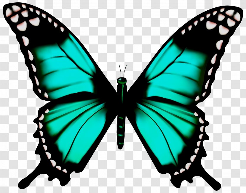 Clip Art Free Content Monarch Butterfly Glasswing - Drawing - Pollinator Transparent PNG