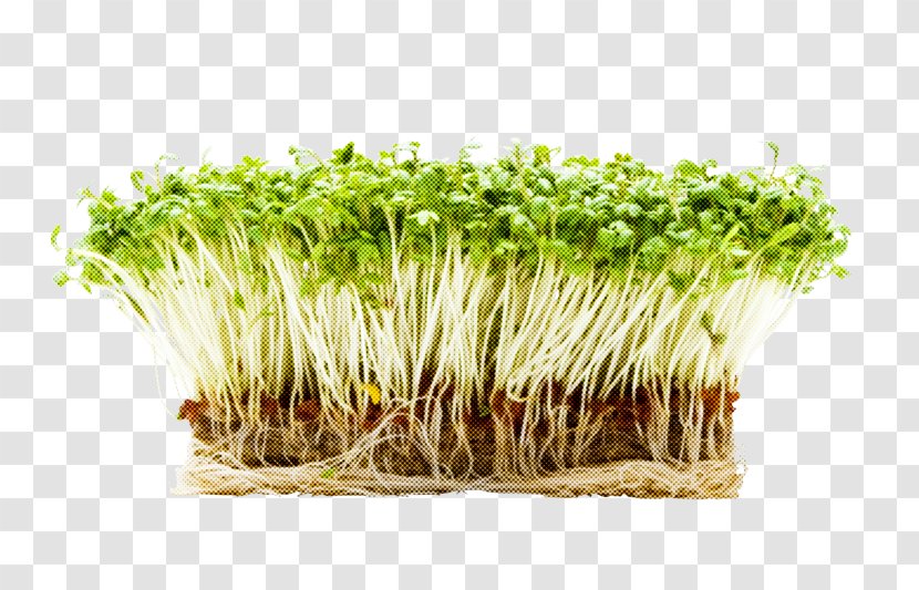 Alfalfa Sprouts Grass Plant Garden Cress Sprouting - Sprouted Wheat Crop Transparent PNG