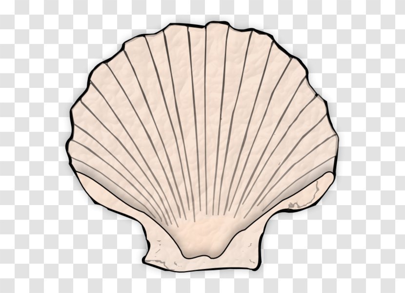 Seashell - Invertebrate Transparent PNG
