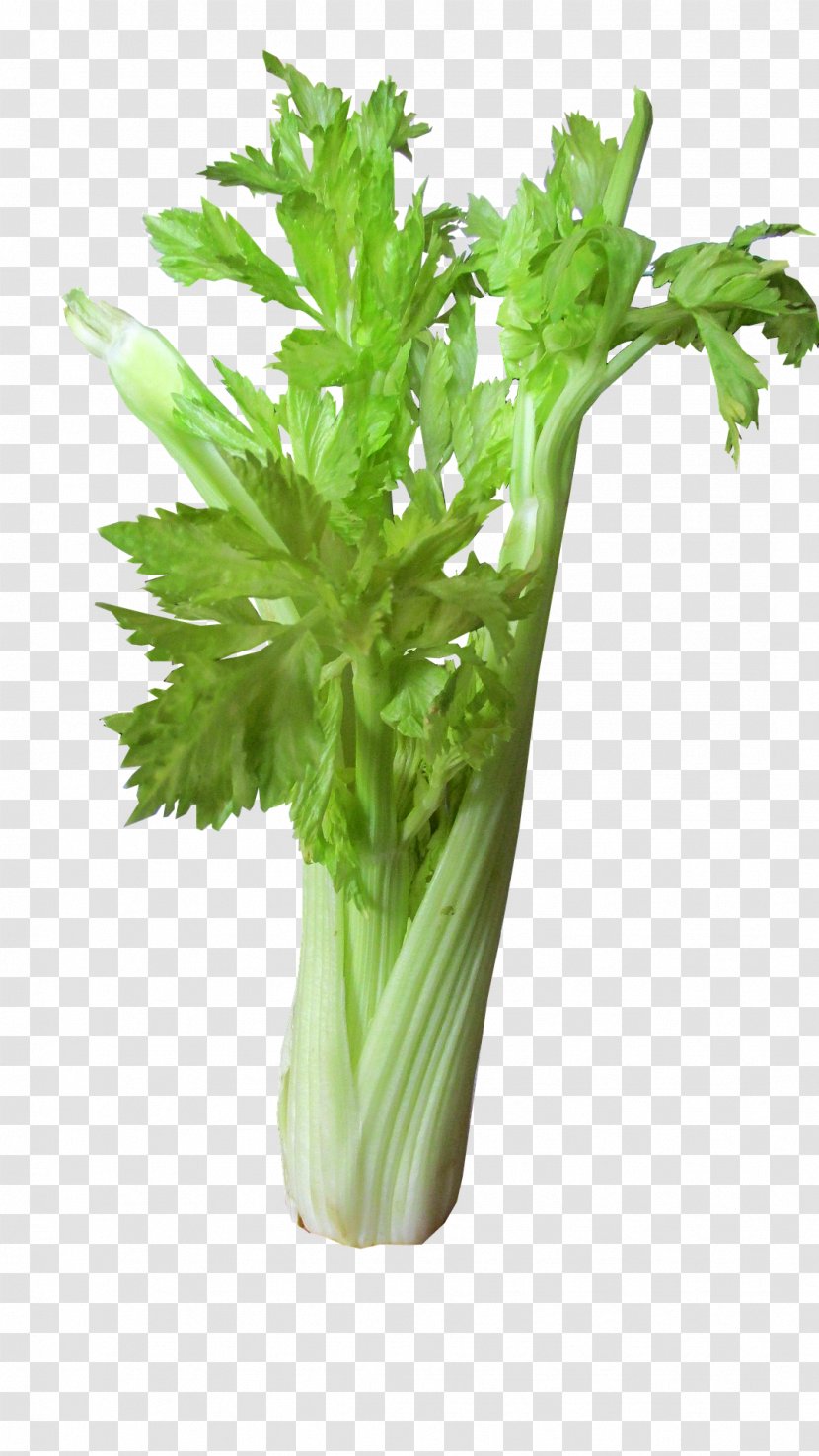 Celery Leaf Vegetable Bloody Mary Juice - Rapini - Green Salad Transparent PNG