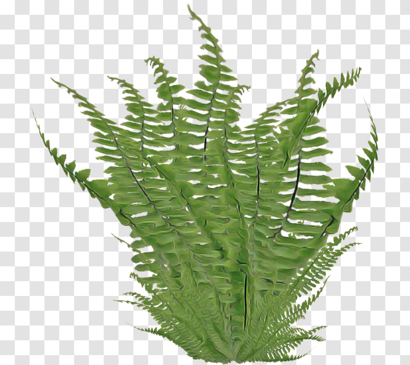 Fern Transparent PNG