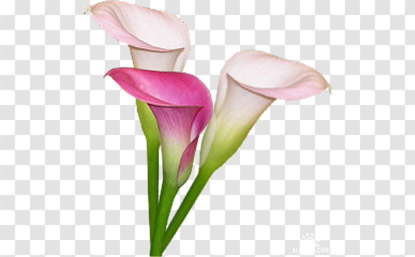 Giant White Arum Lily Flower Pink Petal Arum Transparent PNG