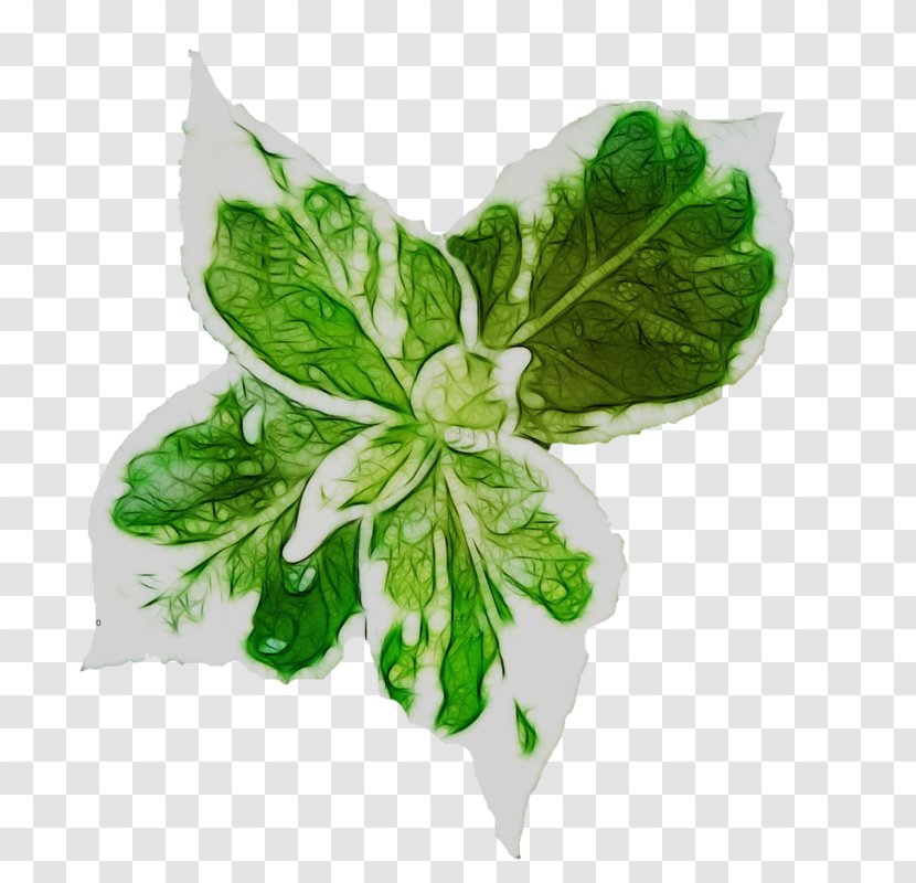 Leaf Vegetable Herb - Plant Transparent PNG