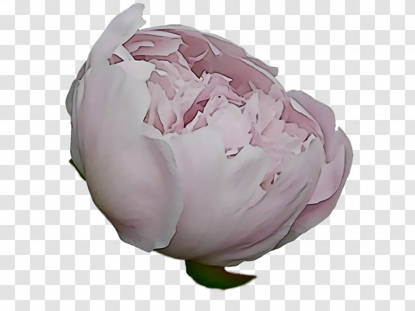 Floral Design Transparent PNG