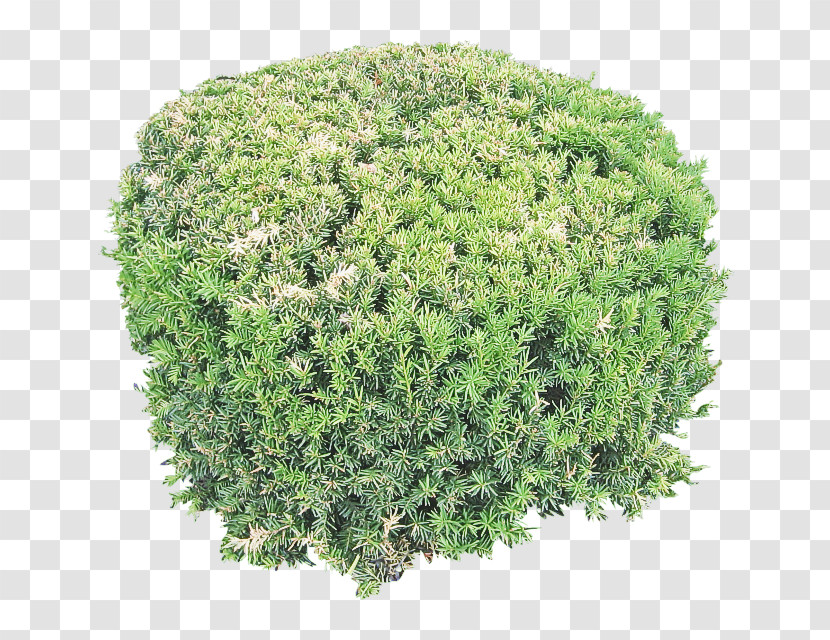 Plant Grass Green Shrub Tree Transparent PNG