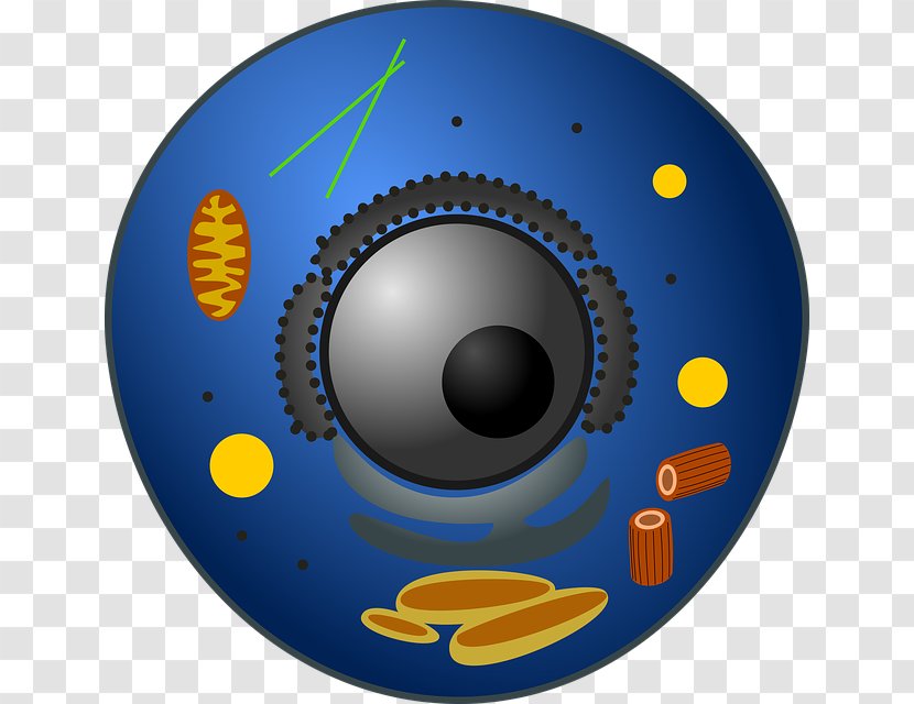 Cèl·lula Animal Plant Cell - Biological Membrane Transparent PNG