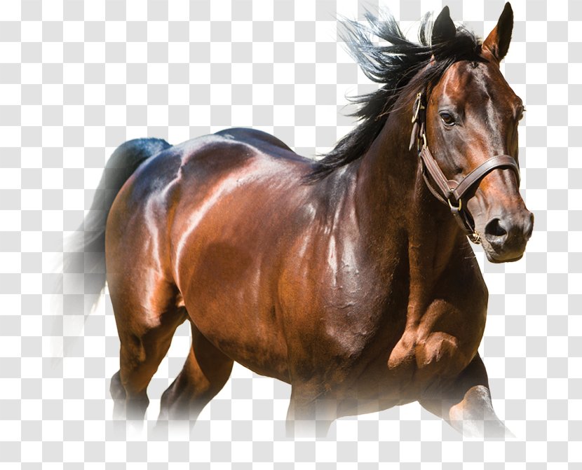 Stallion Standardbred Mustang Mare Colt - Saddle Transparent PNG