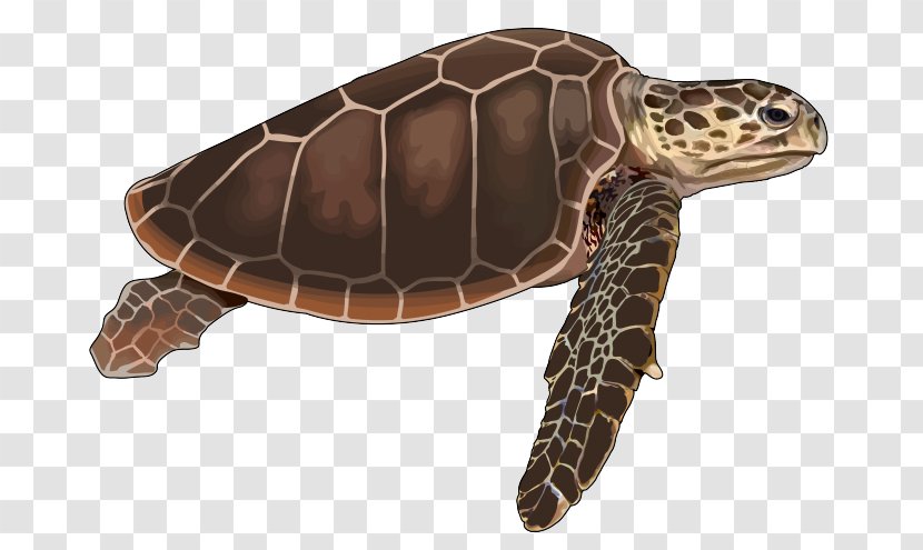 Loggerhead Sea Turtle Cheloniidae Tortoise Reptile - Terrestrial Animal - Green Transparent PNG