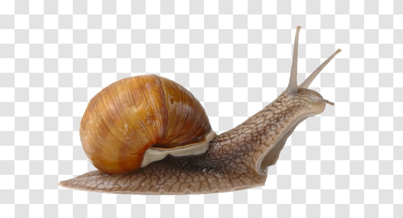 Snail Caviar Slime Land Opération Escargot - Animal Transparent PNG