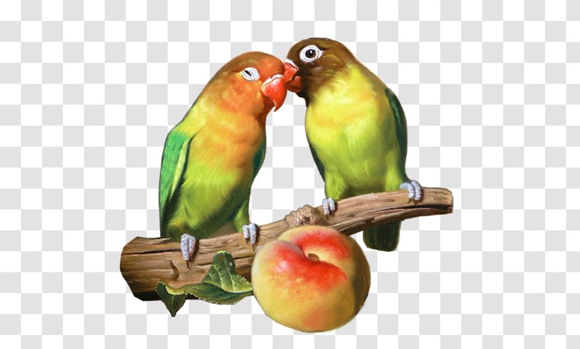 Budgerigar Lovebird Parakeet - Bird Transparent PNG