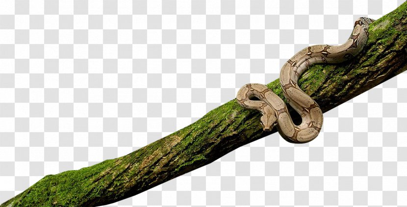 Snake Reptile Animal Python Amphibians - Tree Transparent PNG
