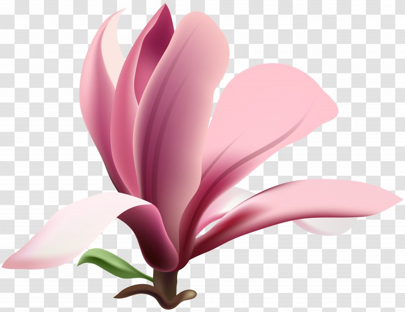 Magnolia Wilsonii Flower Clip Art - Blossom Transparent PNG