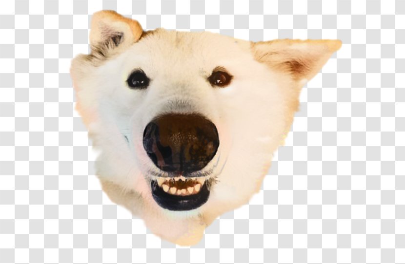 Polar Bear Cartoon - Dog - Canaan Snout Transparent PNG