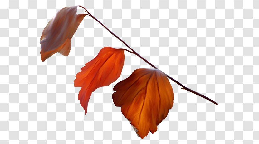 Leaf Autumn Leaves Petal - Summer Transparent PNG