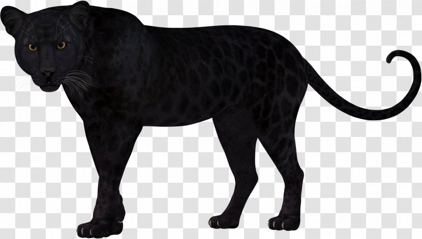 Panther Leopard Lion Felidae Cheetah - Cougar Transparent PNG