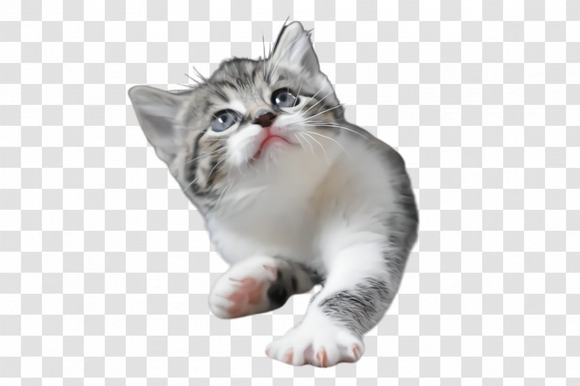 Cat Small To Medium-sized Cats Whiskers American Wirehair Kitten - Tabby Transparent PNG