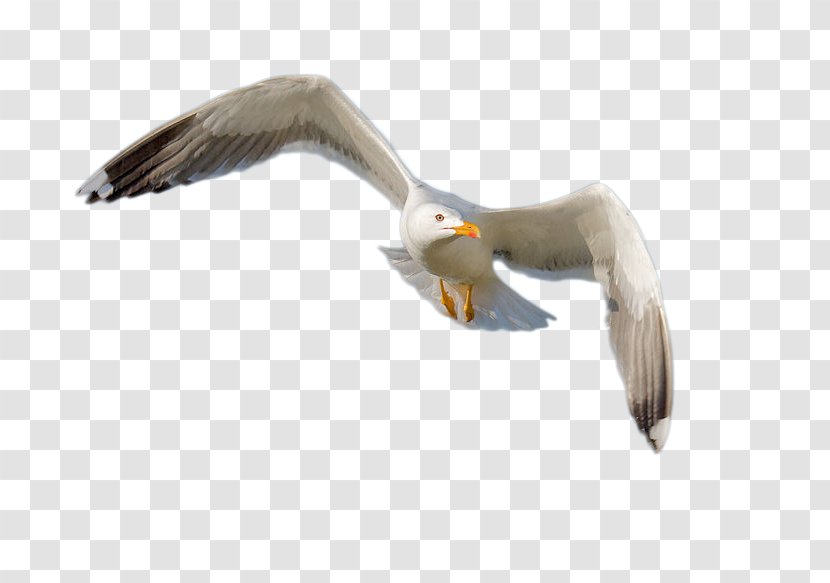 European Herring Gull Gulls Bird Beak Feather - Charadriiformes Transparent PNG