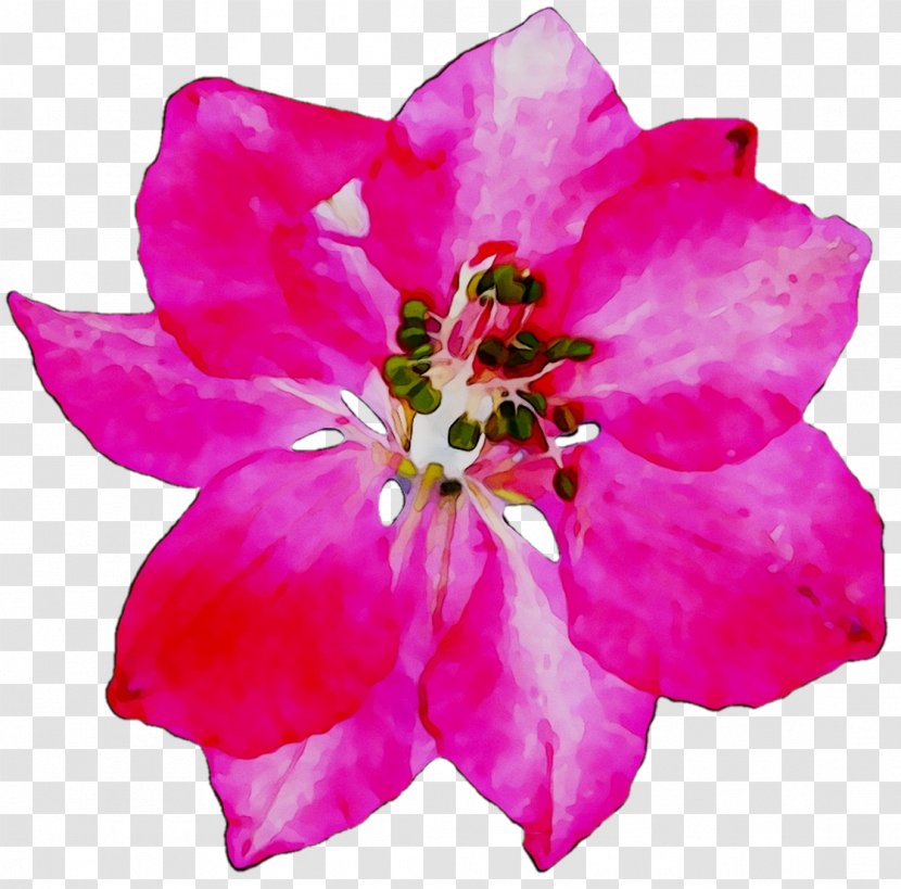 Azalea Rose Annual Plant Herbaceous Cut Flowers - Mobile Phones Transparent PNG