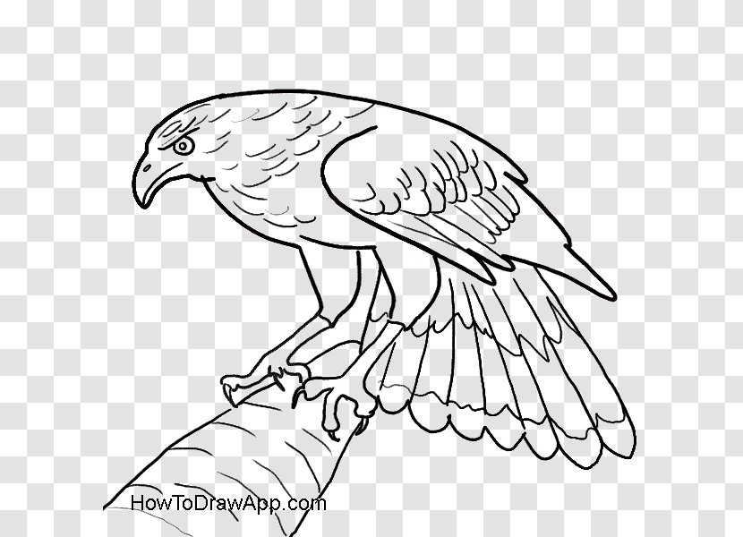 Bald Eagle Drawing Hawk - Roughlegged Buzzard Transparent PNG