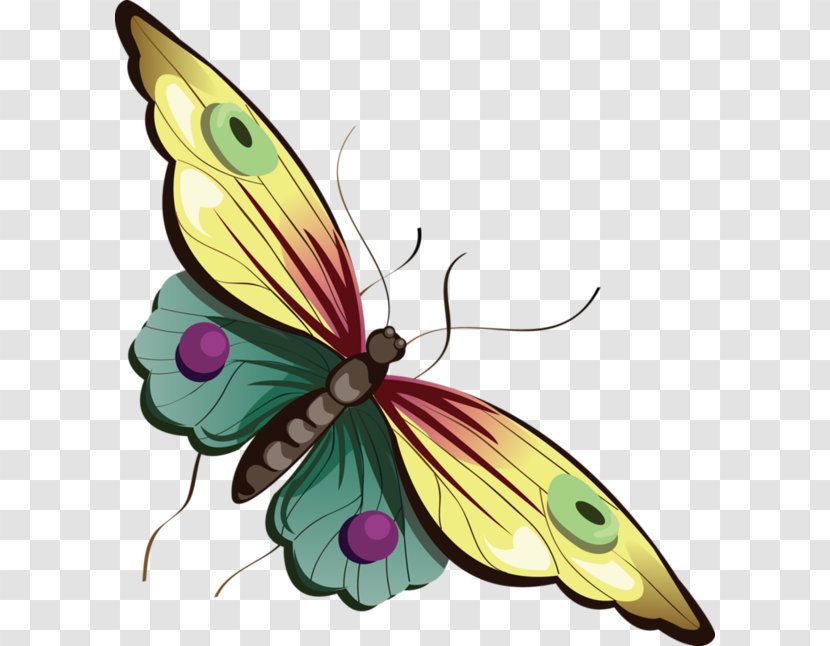 Butterfly Cartoon Clip Art - Moths And Butterflies - Pictures Of Transparent PNG