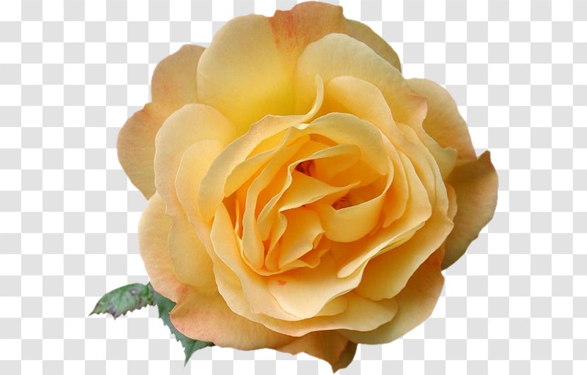Garden Roses Blog Clip Art - Flowering Plant - Petal Transparent PNG