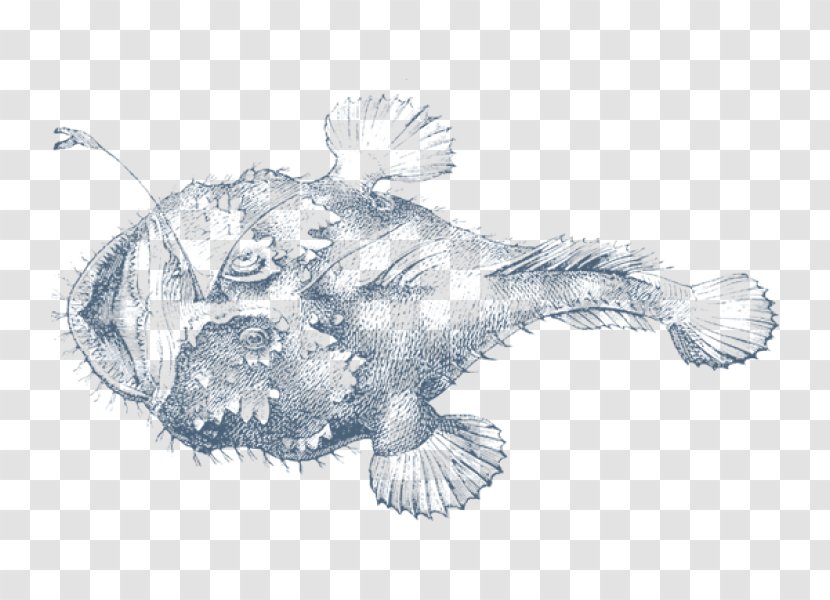 Frogfishes Drawing Fishing - Organism - Fish Transparent PNG