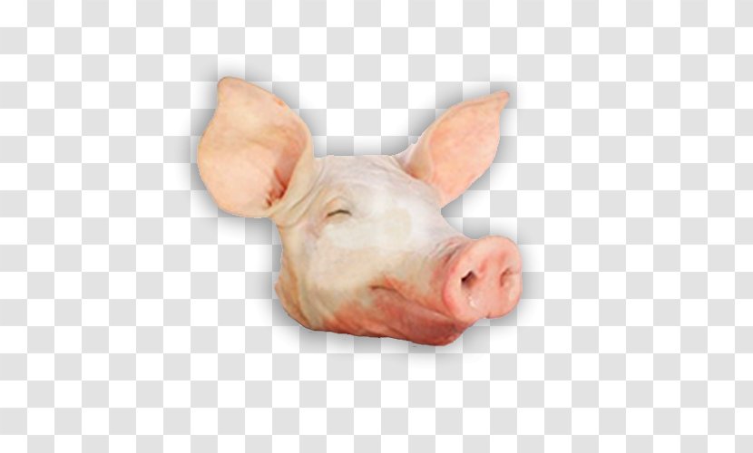 Domestic Pig Head Cheese Pork Spare Ribs - S Ear Transparent PNG