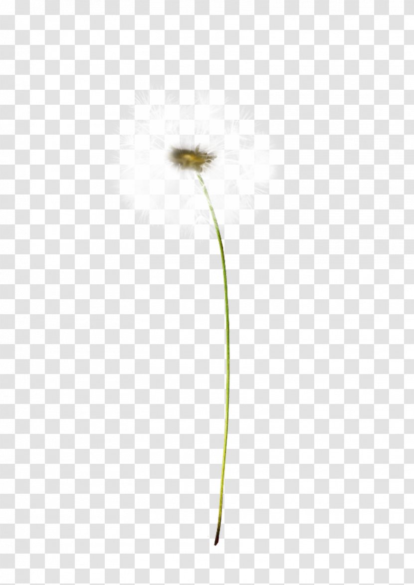 Plant Stem Flowering - Dandelion Transparent PNG