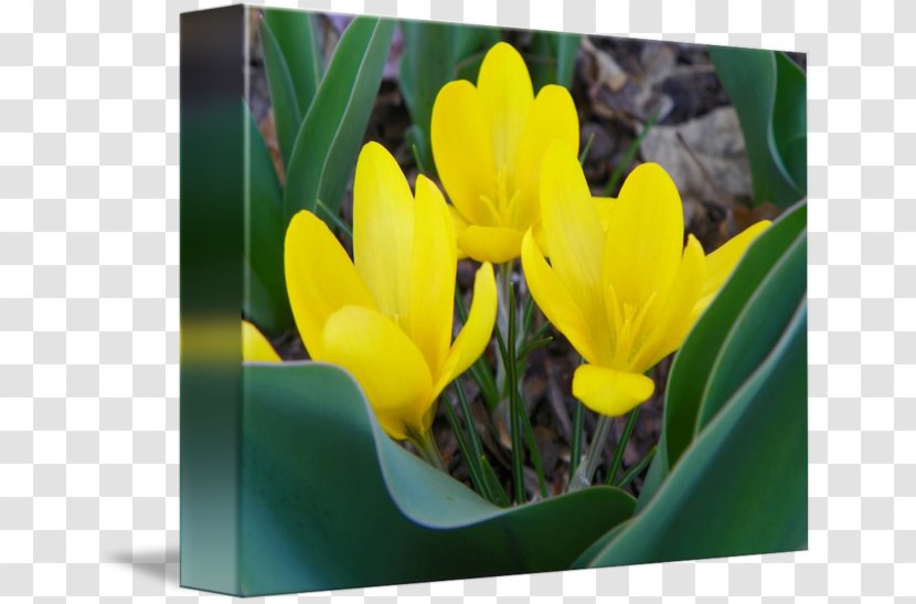 Crocus Vernus Gallery Wrap Flora Yellow Canvas - Herbaceous Plant - Crocuses Transparent PNG