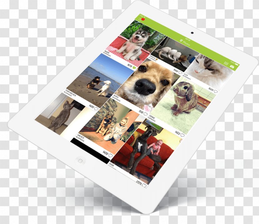 Cat Pet Animal Photography Photographic Paper Transparent PNG