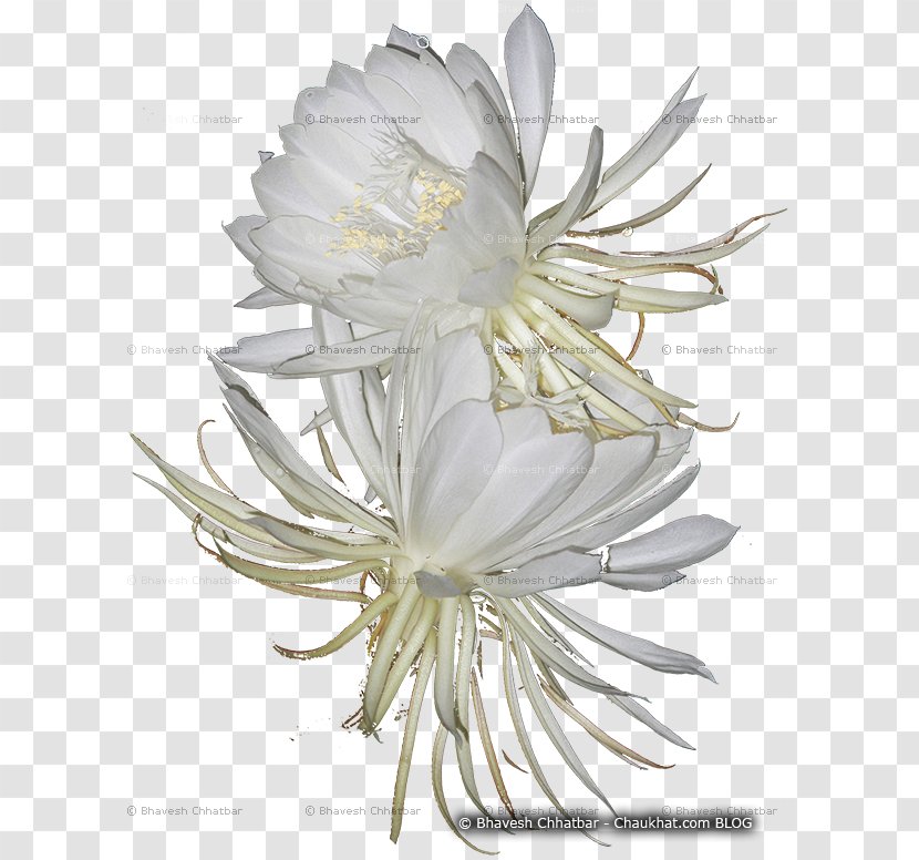 Large-flowered Cactus Epiphyllum Cactaceae Daisy Family Common - Flowering Plant - Lord Brama Transparent PNG