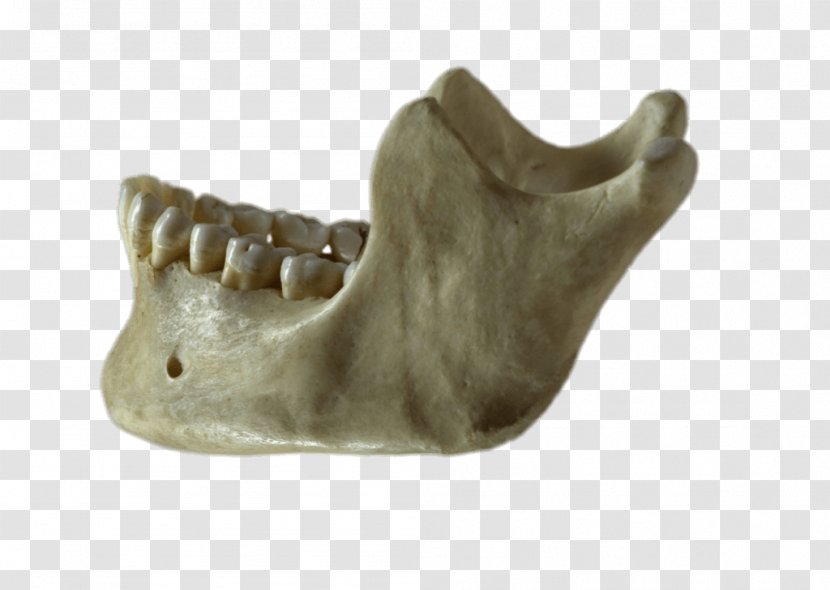Mandible Jaw Bone Homo Sapiens Skull - Human Tooth Transparent PNG