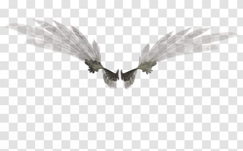 White - Black And - Wing Transparent PNG
