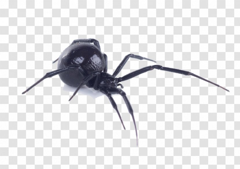 Spider Bite Southern Black Widow Western Brown Recluse - Pest Transparent PNG