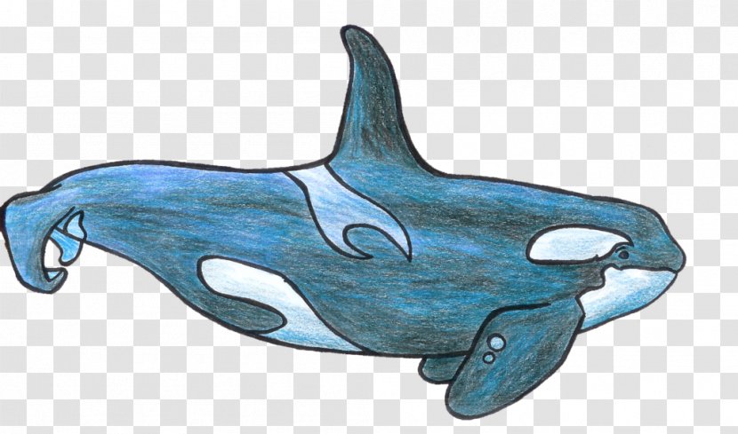 Killer Whale Common Bottlenose Dolphin Tucuxi Clip Art - Organism - Shamu Cartoon Transparent PNG