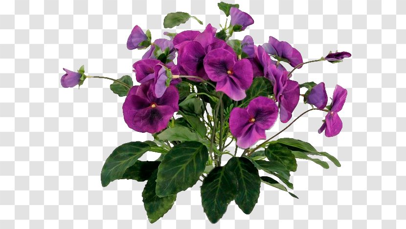 Pansy Annual Plant Herbaceous Transparent PNG