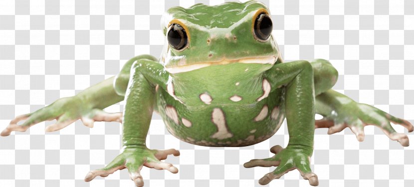 Frog Amphibian - Lithobates Clamitans - Image Transparent PNG