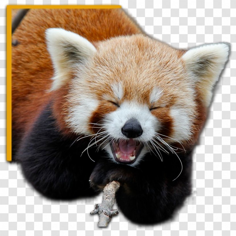 Red Panda Giant Animal Homo Sapiens Bird - Wildlife - Whiskers Transparent PNG