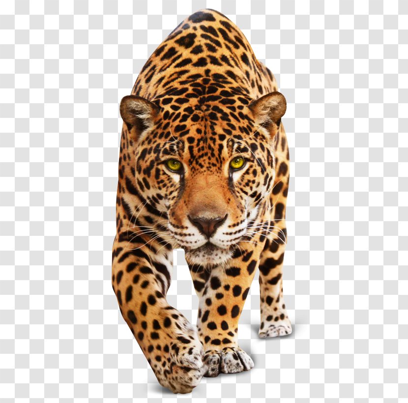 Jaguar Leopard Tiger Cheetah Cat - Terrestrial Animal Transparent PNG